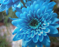 Himmelblau & Weiß Chrysantheme Blumensamen zur Aussaat Landhaus Garten wichtig Traditionssorte & ohne Gentechnik Samen Hausgarten