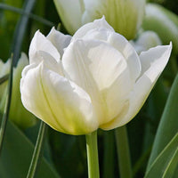 Tulpe Petals Blumensamen zur Aussaat kompakt Wuchs Traditionssorte & ohne Gentechnik Samen Hausgarten