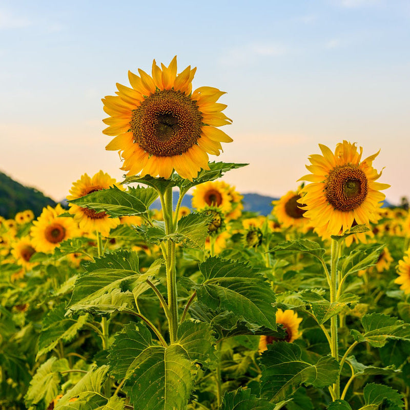 Sonnenblume Blumensamen zur Aussaat farbenfroh Schau Traditionssorte & ohne Gentechnik Samen Hausgarten