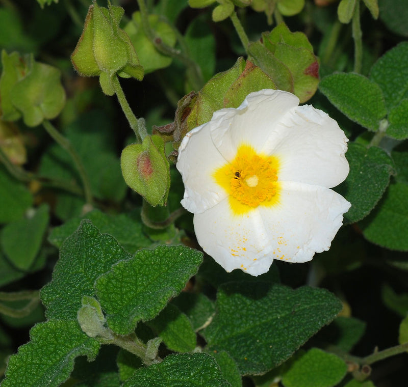 Salviifolius Blumensamen zur Aussaat – sonnenliebend – Traditionssorte & ohne Gentechnik Samen Hausgarten