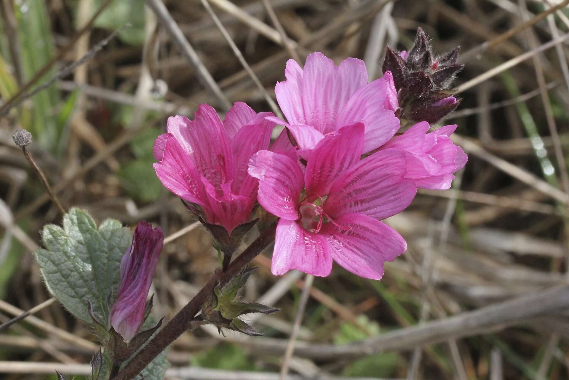 Rosa Checkerbloom Blumensamen zur Aussaat – Landhaus Garten wichtig – Traditionssorte & ohne Gentechnik Samen Hausgarten