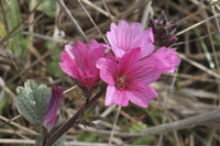 Rosa Checkerbloom Blumensamen zur Aussaat – Landhaus Garten wichtig – Traditionssorte & ohne Gentechnik Samen Hausgarten