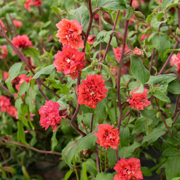 Elegant clarkia blume samen for anpflanzung - wildflower mix, heirloom & gmo free samen for home garten
 
 sale samen for home garten