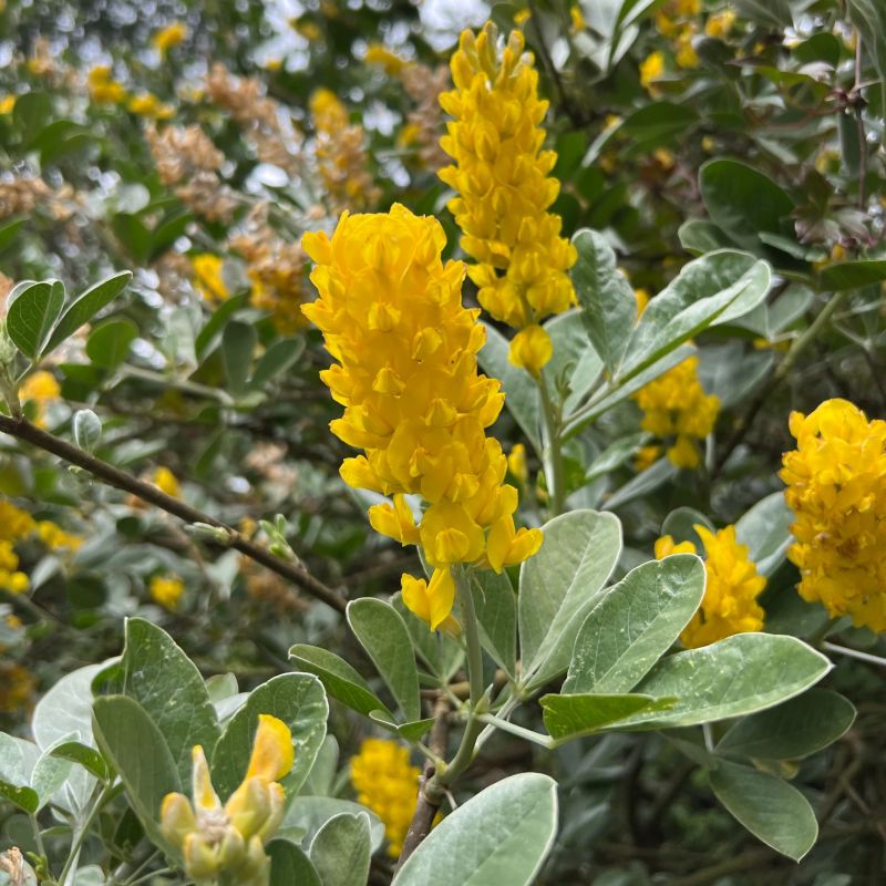 Cytisus Battandieri Blumensamen zur Aussaat – Schnitt Blume beliebt – Traditionssorte & ohne Gentechnik Samen Hausgarten