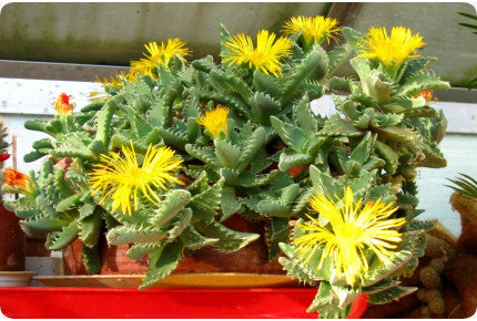 Echter Tigerrachen Blumensamen zur Aussaat – Halbschatten verträglich – Traditionssorte & ohne Gentechnik Samen Hausgarten