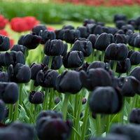 dunkel Khaki Tulpe Blumensamen zur Aussaat Garten beliebt Traditionssorte & ohne Gentechnik Samen Hausgarten