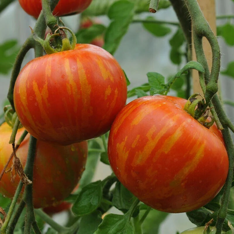 Orange Turkish Gemüse Samen zum Pflanzen