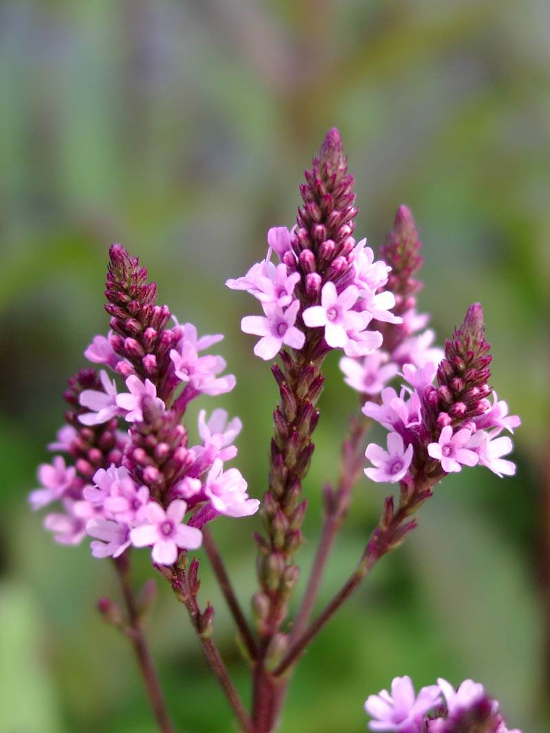 Eisenkraut Rosa Spiers Samen leuchtend Rosa Eisenkraut Blumen