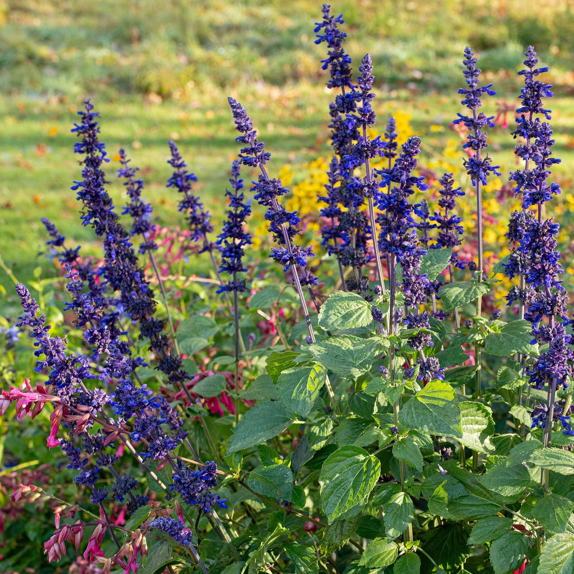 Sage Blumensamen zur Aussaat robust Sorte Traditionssorte & ohne Gentechnik Samen Hausgarten