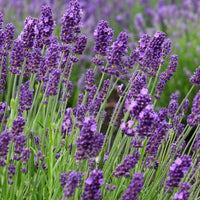English Lavendel (Lavandula angustifolia) Blumensamen zur Aussaat – hochwertige Qualitäts- – Traditionssorte & ohne Gentechnik Samen Hausgarten