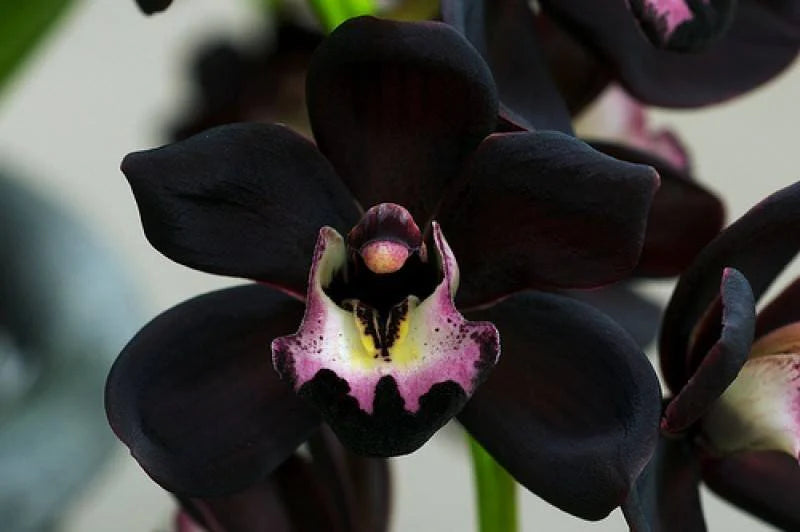 Cymbidium Blumensamen zur Aussaat – lang Blüte Saison – Traditionssorte & ohne Gentechnik Samen Hausgarten