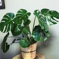 Philodendron Blumensamen zur Aussaat hochwertige Qualitäts- Traditionssorte & ohne Gentechnik Samen Hausgarten