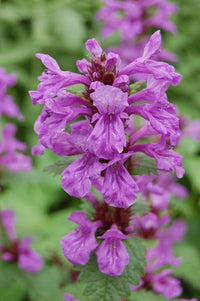 Lila Stachys Blumensamen zur Aussaat farbenfroh Schau Traditionssorte & ohne Gentechnik Samen Hausgarten