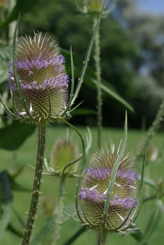 Dipsacus Blumensamen zur Aussaat – Wildblume Mischung – Traditionssorte & ohne Gentechnik Samen Hausgarten