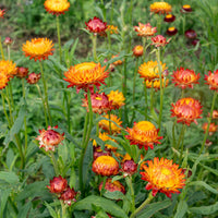 Orange gefüllt StrawFlower Samen zur Aussaat – duftend Blüten – Traditionssorte & ohne Gentechnik Samen Hausgarten