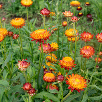 Gelb Strawflower Blume Samen zur Aussaat