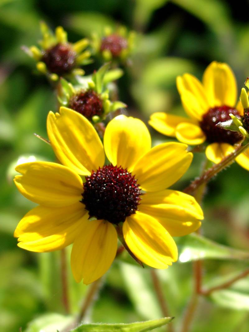 Sonnenhut Triloba Blumensamen zur Aussaat – Wildblume Mischung – Traditionssorte & ohne Gentechnik Samen Hausgarten
