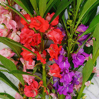 farbenfroh Springkraut Blume Samen zur Aussaat Frühling Garten Einjährige