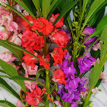 farbenfroh Springkraut Blume Samen zur Aussaat Frühling Garten Einjährige