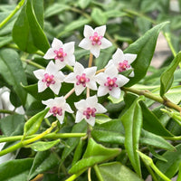 Hoya Bella Blumensamen zur Aussaat – Halbschatten verträglich – Traditionssorte & ohne Gentechnik Samen Hausgarten