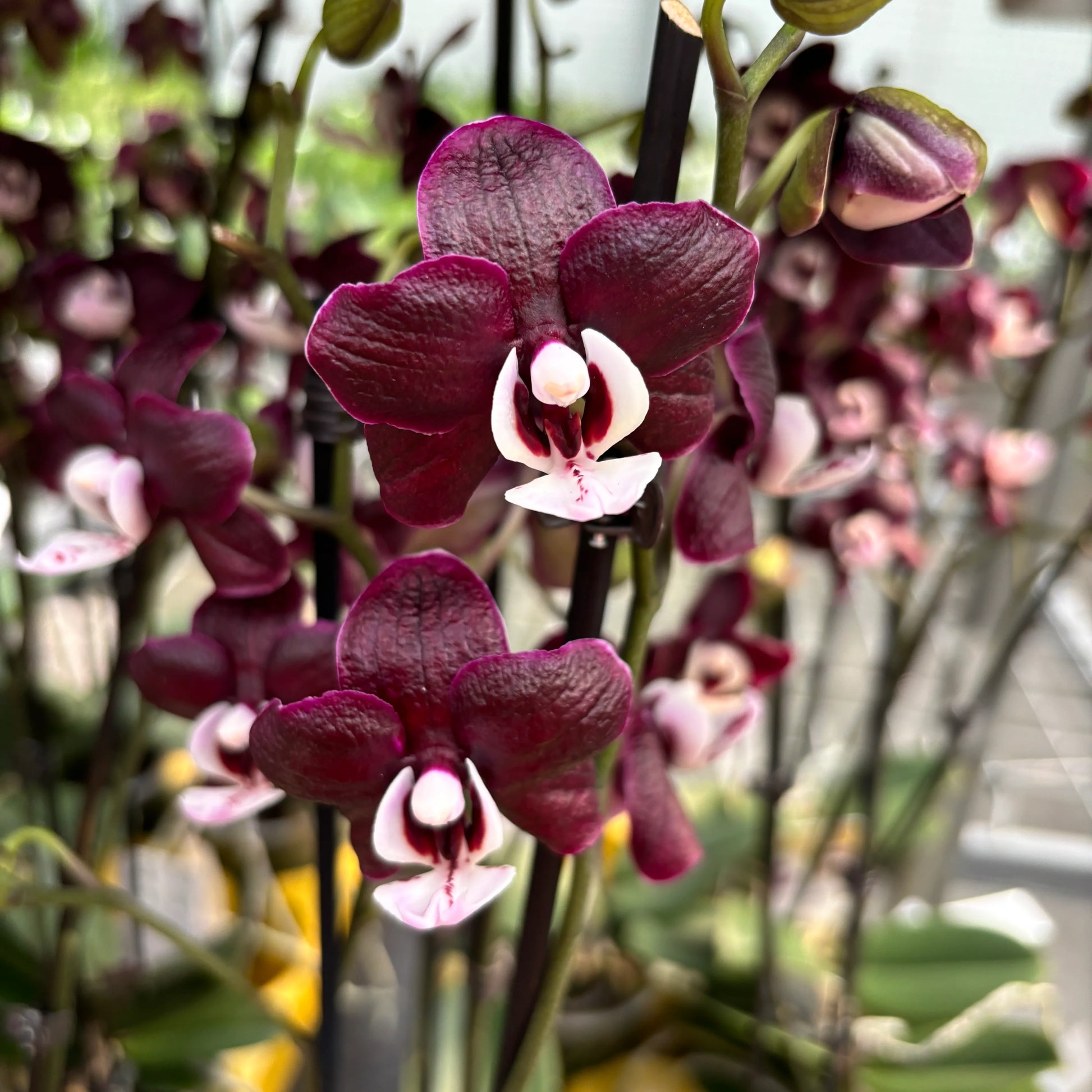 Chocolate Schmetterlingsorchidee Orchidee Blumensamen zur Aussaat – ideal Rabatten – Traditionssorte & ohne Gentechnik Samen Hausgarten