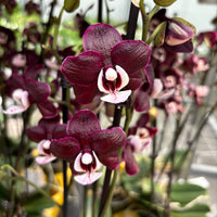 Chocolate Schmetterlingsorchidee Orchidee Blumensamen zur Aussaat – ideal Rabatten – Traditionssorte & ohne Gentechnik Samen Hausgarten