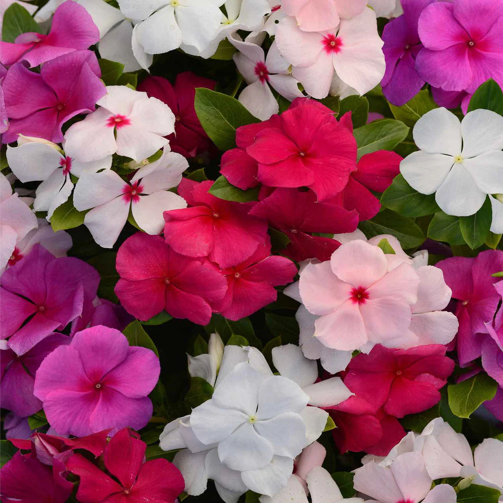 Gemischt Immergrün Blumensamen zur Aussaat – Garten beliebt – Traditionssorte & ohne Gentechnik Samen Hausgarten