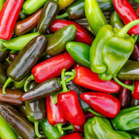 Jalapeno M Pepper Samen for Mildly Hot Peppers