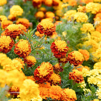 Mixed marigold blume samen for anpflanzung wildflower mix heirloom & gmo free samen for home garten
 
 sale samen for home garten anpflanzung