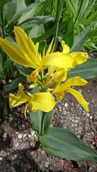 Gelb Achira Blumensamen zur Aussaat – Wildblume Mischung – Traditionssorte & ohne Gentechnik Samen Hausgarten