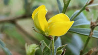 Dolichos Biflorus Blumensamen zur Aussaat – Bestäuber freundlich – Traditionssorte & ohne Gentechnik Samen Hausgarten