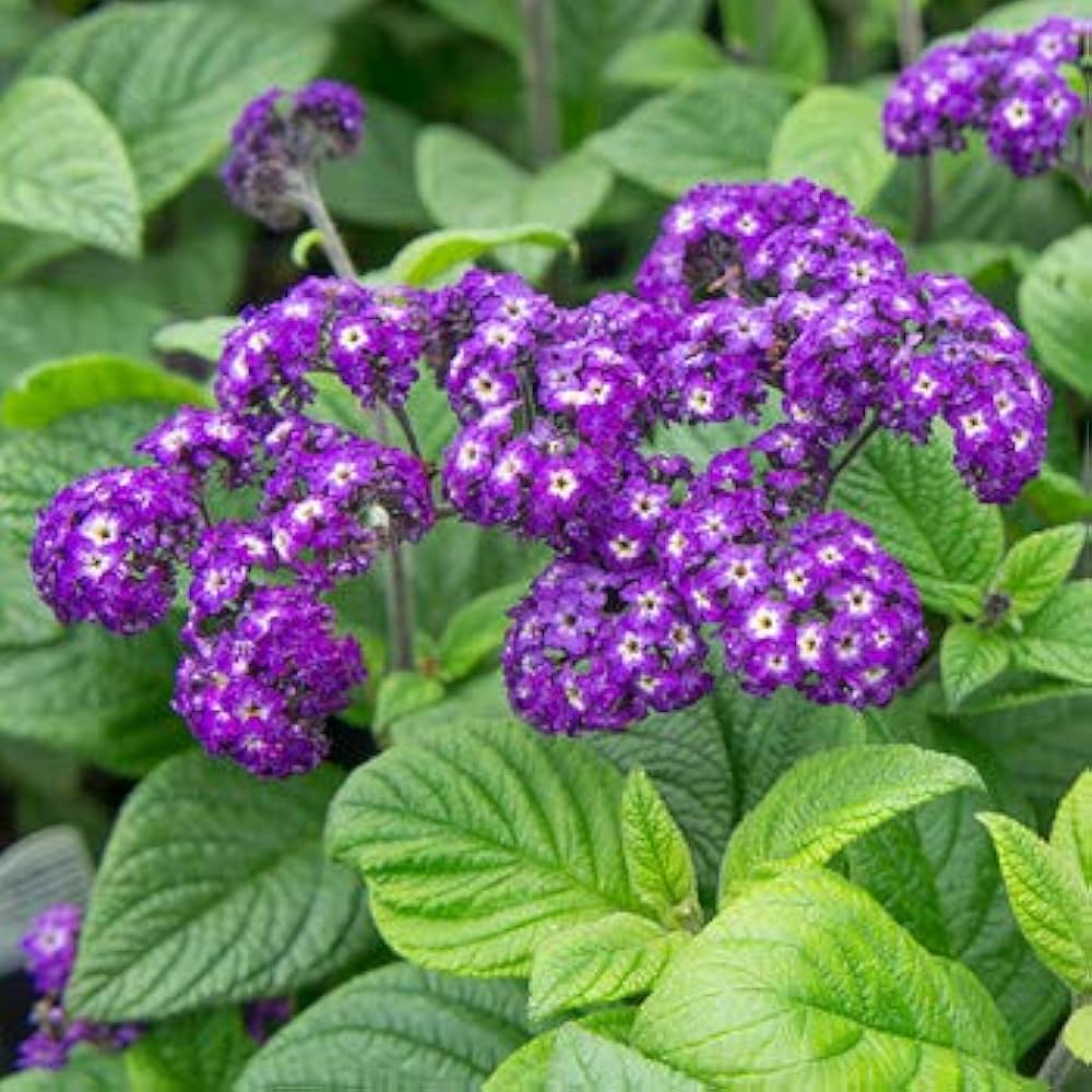 Fresh Heliotrope Blumensamen zur Aussaat – Halbschatten verträglich – Traditionssorte & ohne Gentechnik Samen Hausgarten