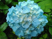Sea Blau Hortensie Blumensamen zur Aussaat – sonnenliebend – Traditionssorte & ohne Gentechnik Samen Hausgarten