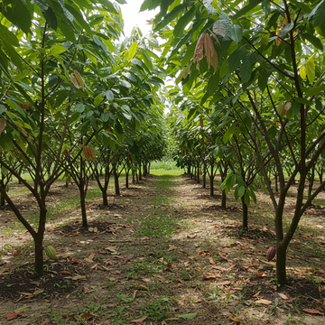 Kakaofrucht Samen für den Anbau – Nicht gentechnisch verändert, für tropische Gartenpflanzen