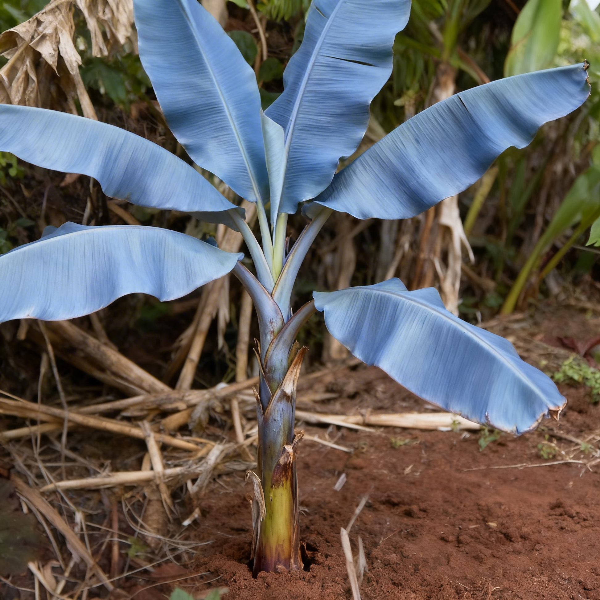 Blaue Java-Banane Samen zum Pflanzen – Alte Sorte, gentechnikfrei, Bio-Gartensamen
