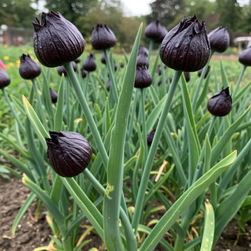 Knoblauch Samen Schwarz Mehrfarbig für den Garten – Traditionell, nicht gentechnisch verändert