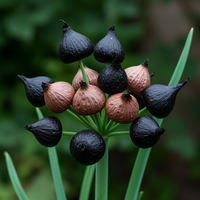 Schwarzer Knoblauch Samen zum Pflanzen – Traditionelle Sorte, nicht gentechnisch verändert, Bio-Gartensaatgut