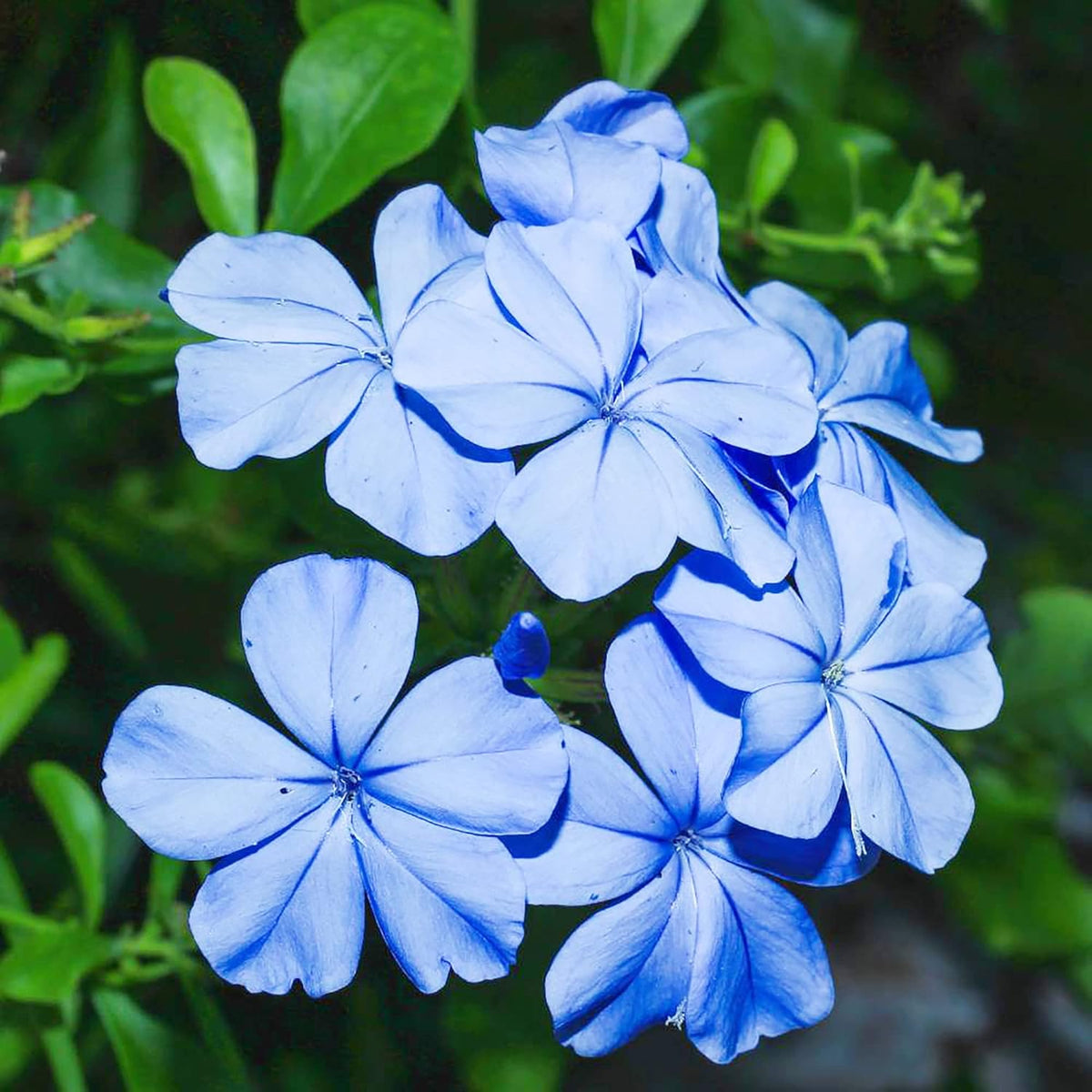 Plumbago blume samen for anpflanzung sun loving heirloom & gmo free samen for home garten 
 
 sale samen for home garten anpflanzung