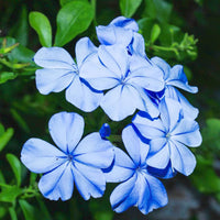 Plumbago blume samen for anpflanzung sun loving heirloom & gmo free samen for home garten 
 
 sale samen for home garten anpflanzung