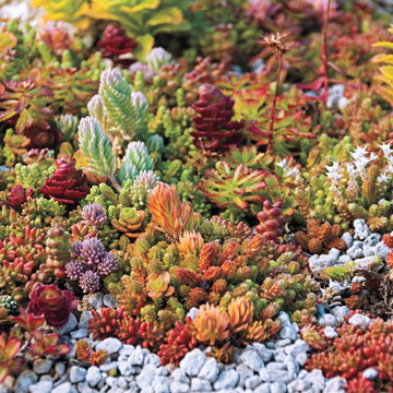 Mixed sedum blume samen for anpflanzung compact growth heirloom & gmo free samen for home garten 
 
 sale samen for home garten anpflanzung