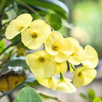 Gelb euphorbia blume samen for anpflanzung premium quality heirloom & gmo free samen for home garten 
 
 sale samen for home garten anpflanzung