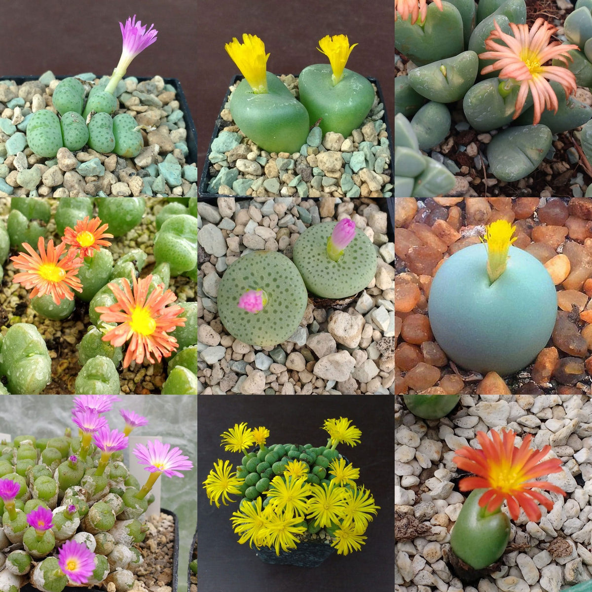 Mixed conophytum hammeri blume samen for anpflanzung - pollinator friendly, heirloom & gmo free samen for home garten
 
 sale samen for anpflanzung in home garten