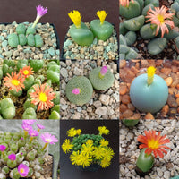 Mixed conophytum hammeri blume samen for anpflanzung - pollinator friendly, heirloom & gmo free samen for home garten
 
 sale samen for anpflanzung in home garten