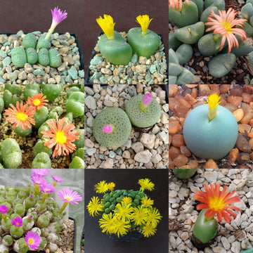 Mixed conophytum hammeri blume samen for anpflanzung - pollinator friendly, heirloom & gmo free samen for home garten
 
 sale samen for anpflanzung in home garten