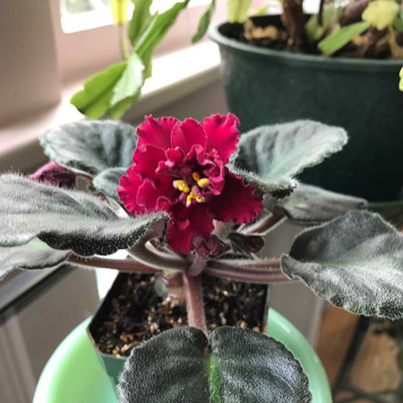 Rot saintpaulia blume samen for anpflanzung shade tolerant heirloom & gmo free samen for home garten 
 
 sale samen for home garten anpflanzung