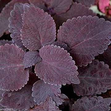 Deep lila coleus blume samen for anpflanzung - bright blooms, heirloom & gmo free samen for home garten
 
 sale samen for anpflanzung in home garten