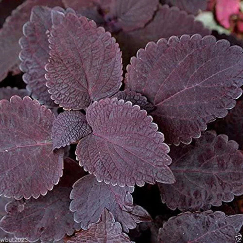 Deep lila coleus blume samen for anpflanzung - bright blooms, heirloom & gmo free samen for home garten
 
 sale samen for anpflanzung in home garten