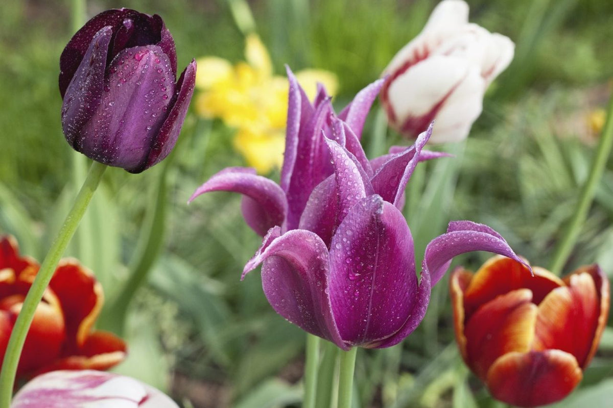 Violet tulip blume samen for anpflanzung - wildflower mix, heirloom & gmo free samen for home garten
 
 sale samen for home garten