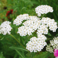 Weiß achillea blume samen for anpflanzung - colorful display, heirloom & gmo free samen for home garten
 
 sale for anpflanzung in home garten