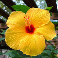 Gelb hibiscus blume samen for anpflanzung premium quality heirloom & gmo free samen for home garten 
 
 sale samen for home garten anpflanzung